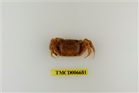 藏品(斯氏沙蟹)的圖片